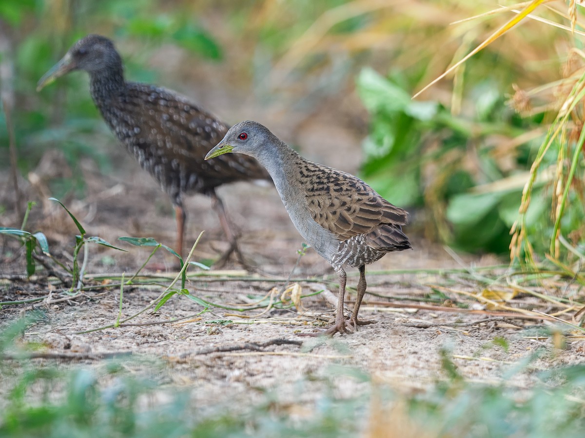 Ash-throated Crake - ML632088893