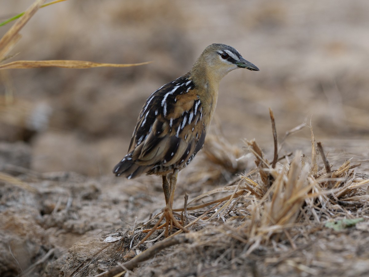 Yellow-breasted Crake - ML632088895