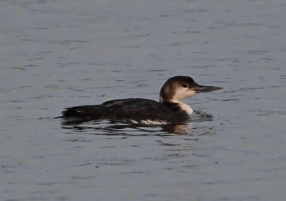 Common Loon - ML632088896