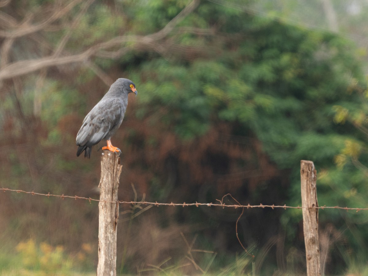 Slender-billed Kite - ML632088900