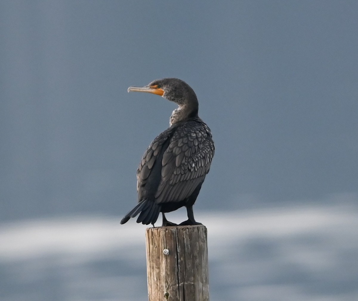 Double-crested Cormorant - ML632088912