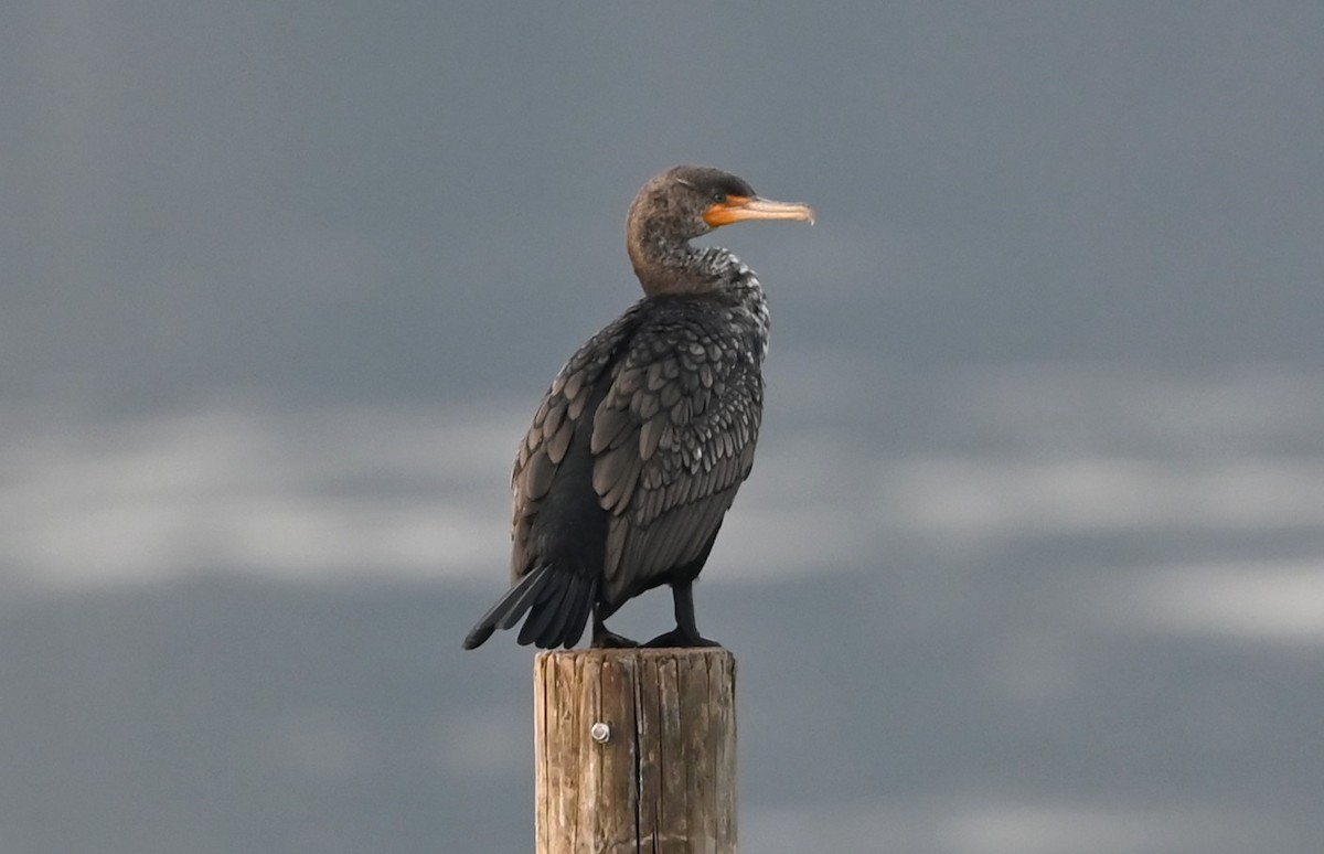 Double-crested Cormorant - ML632088917