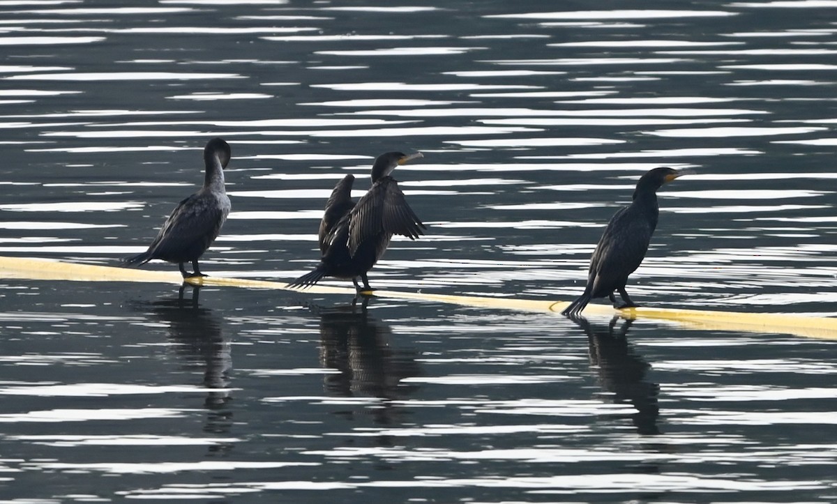 Double-crested Cormorant - ML632088921