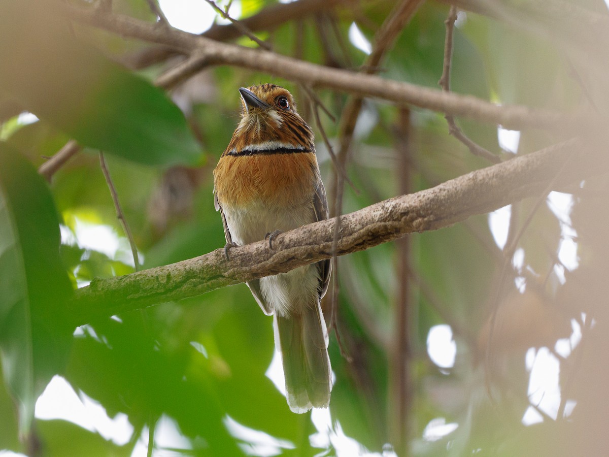 Crescent-chested Puffbird - ML632088924
