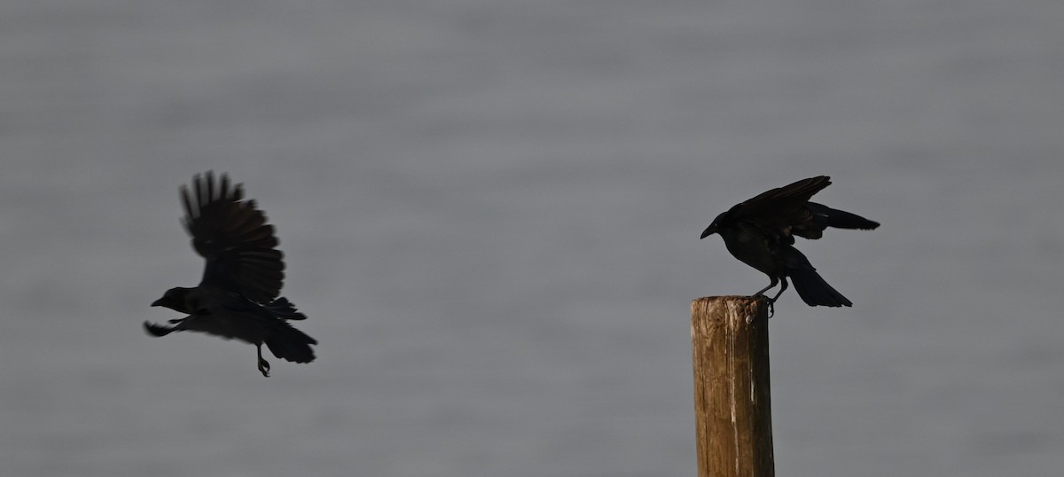 Fish Crow - ML632088949
