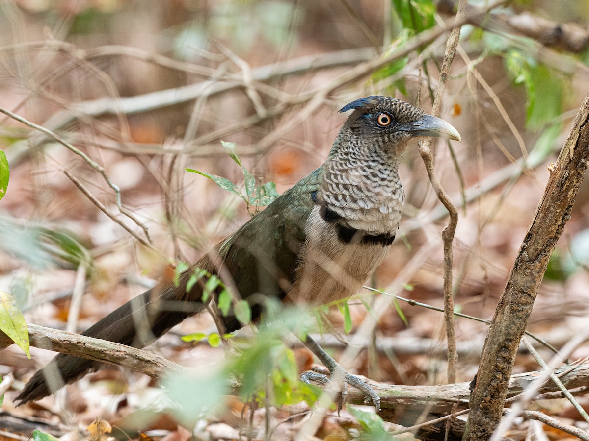 Rufous-vented Ground-Cuckoo - ML632088956