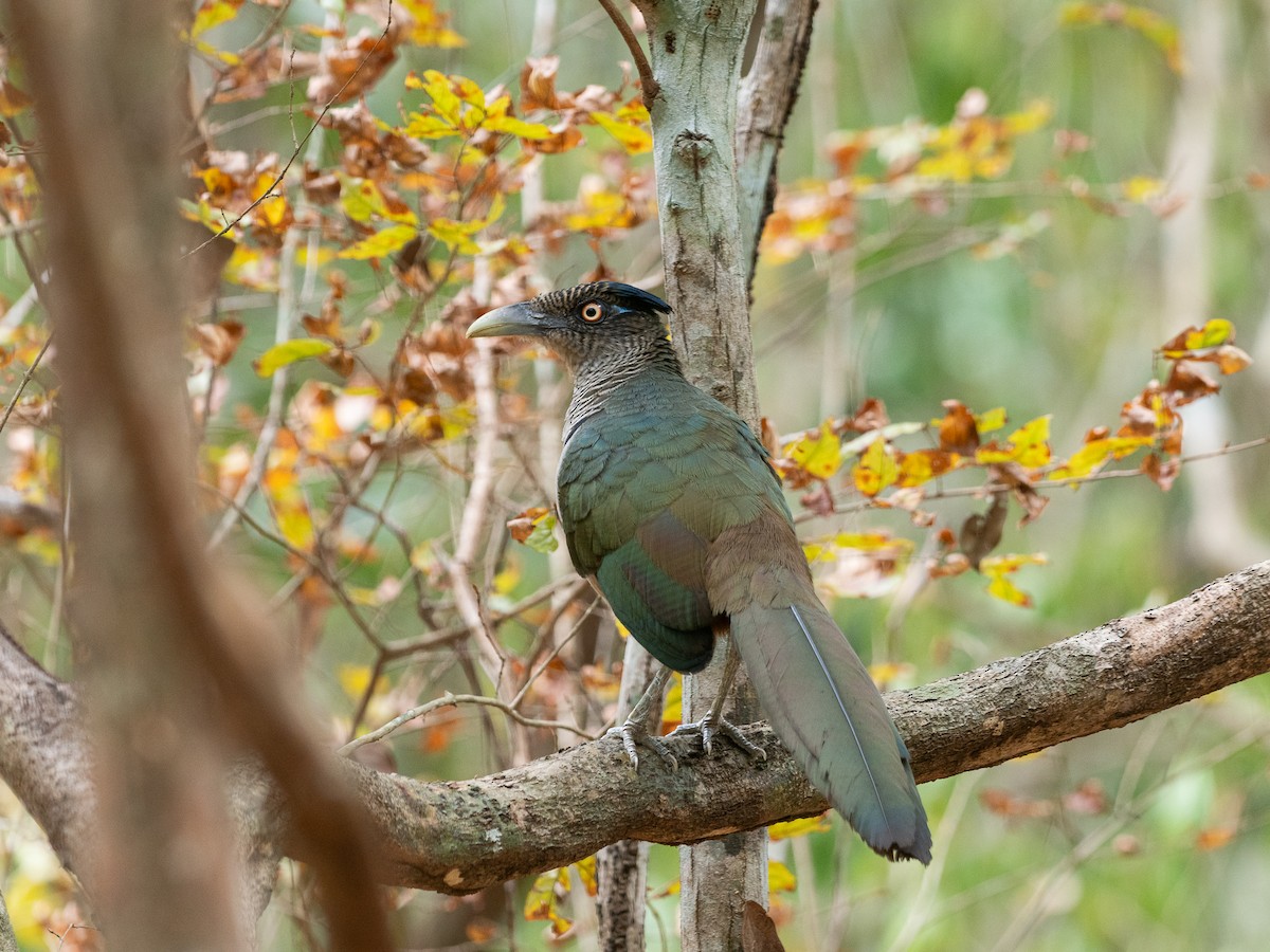 Rufous-vented Ground-Cuckoo - ML632088957