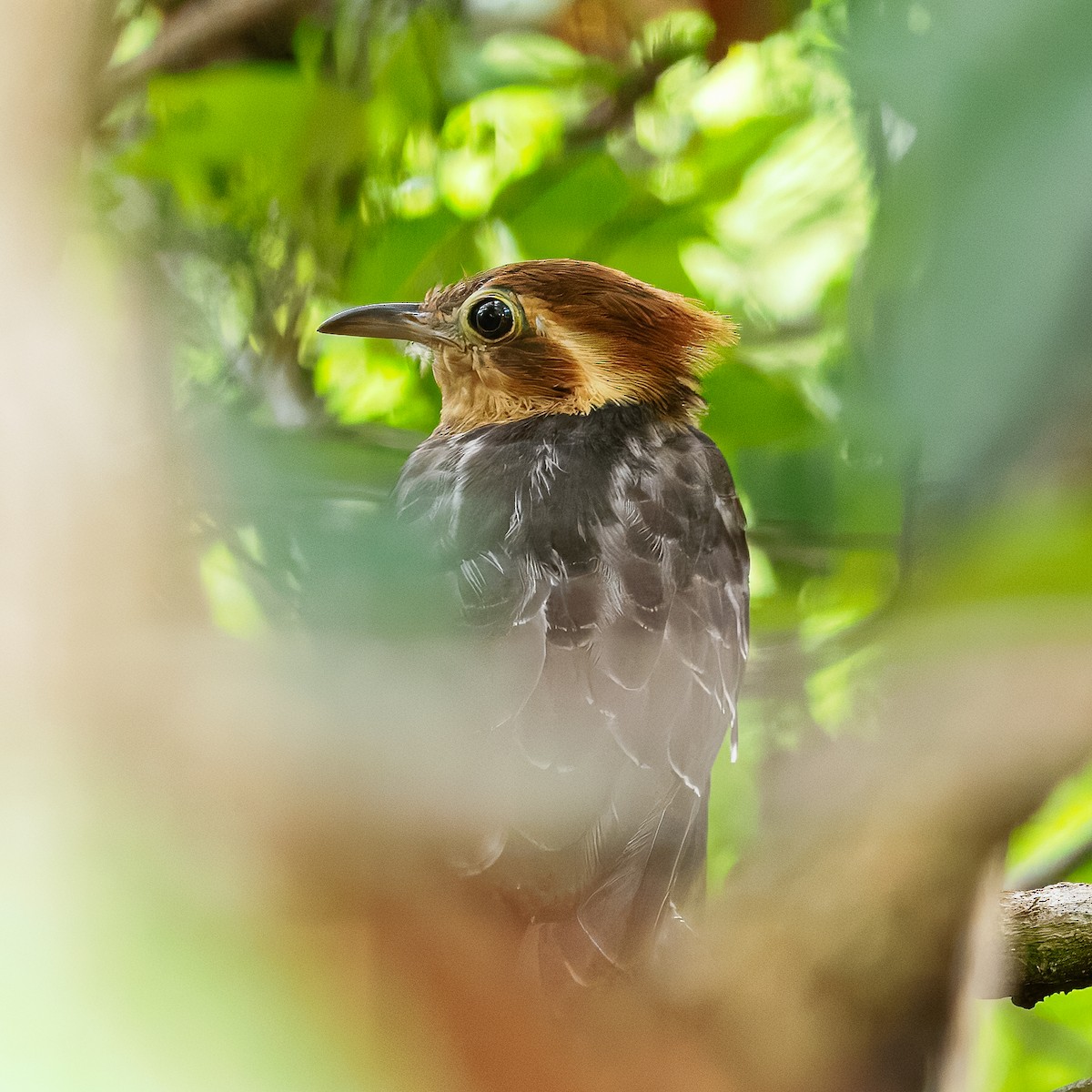 Pavonine Cuckoo - ML632088962