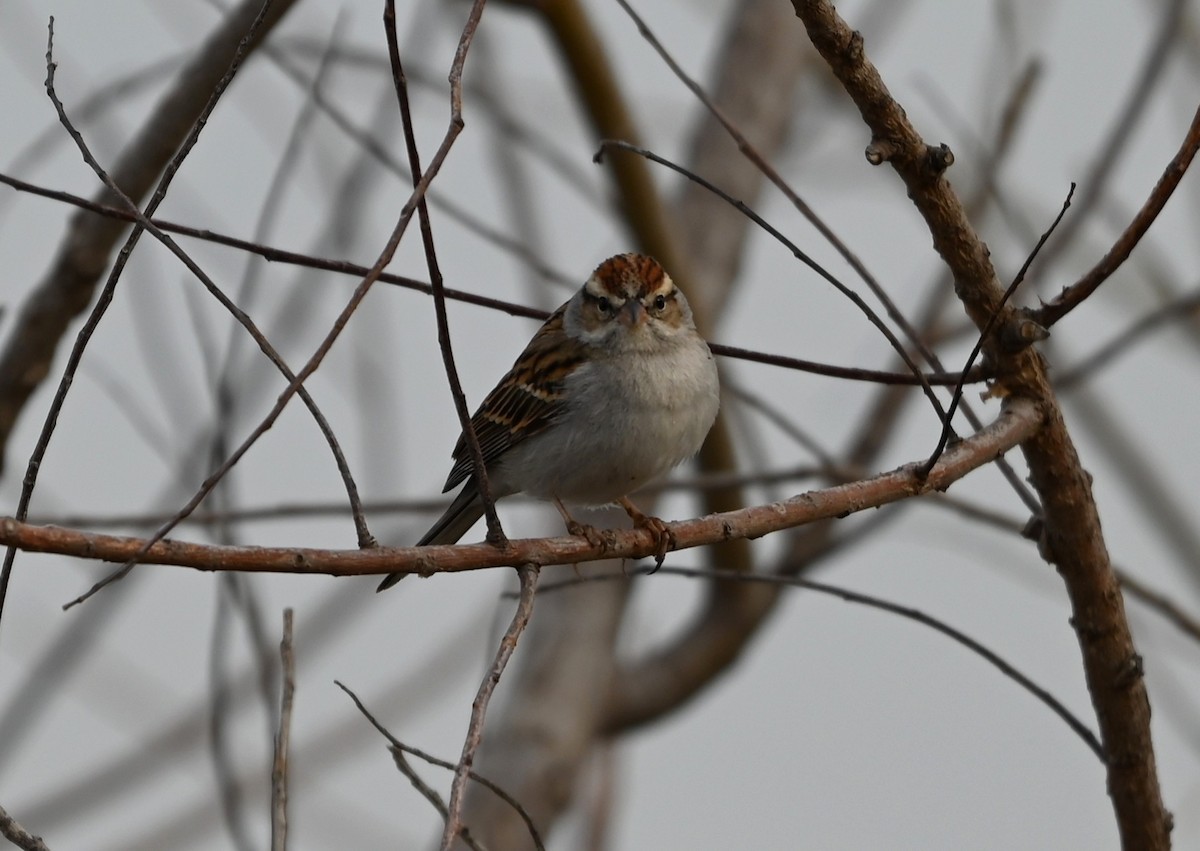 Chipping Sparrow - ML632088964
