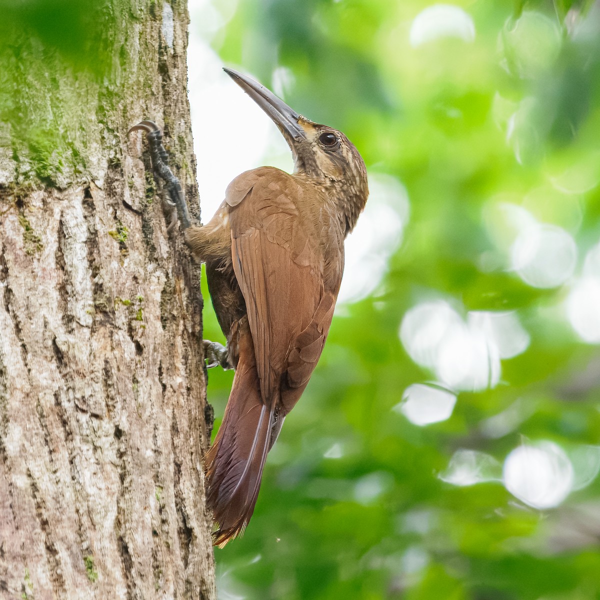 Moustached Woodcreeper - ML632088965