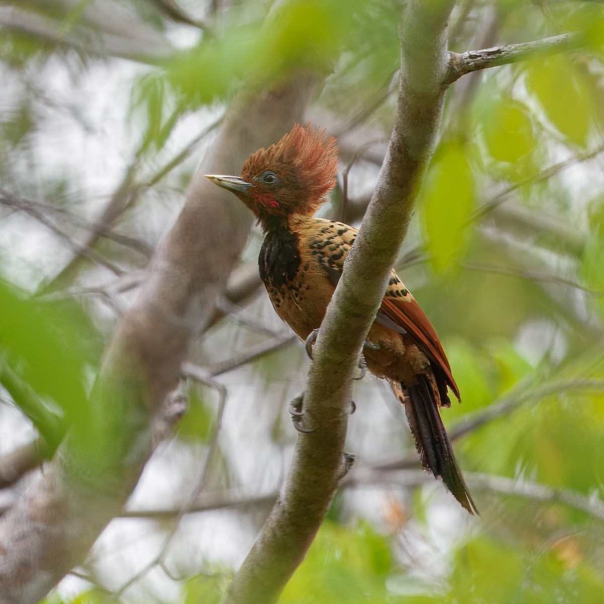 Kaempfer's Woodpecker - ML632088969