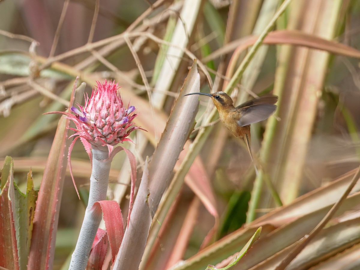 Maranhao Hermit (unrecognized species) - ML632088974