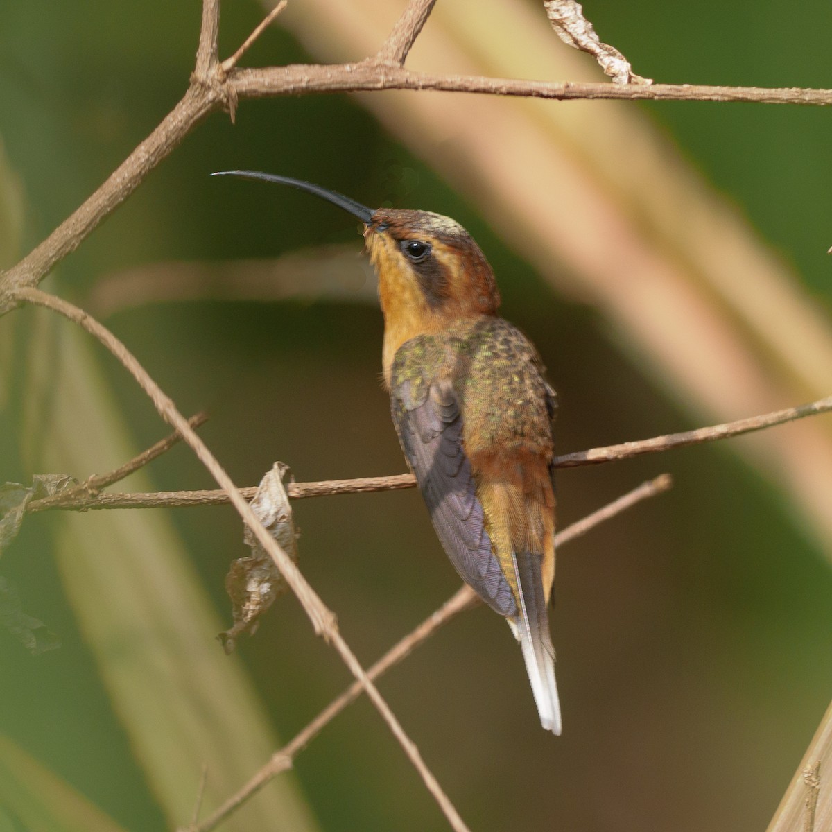 Maranhao Hermit (unrecognized species) - ML632088975