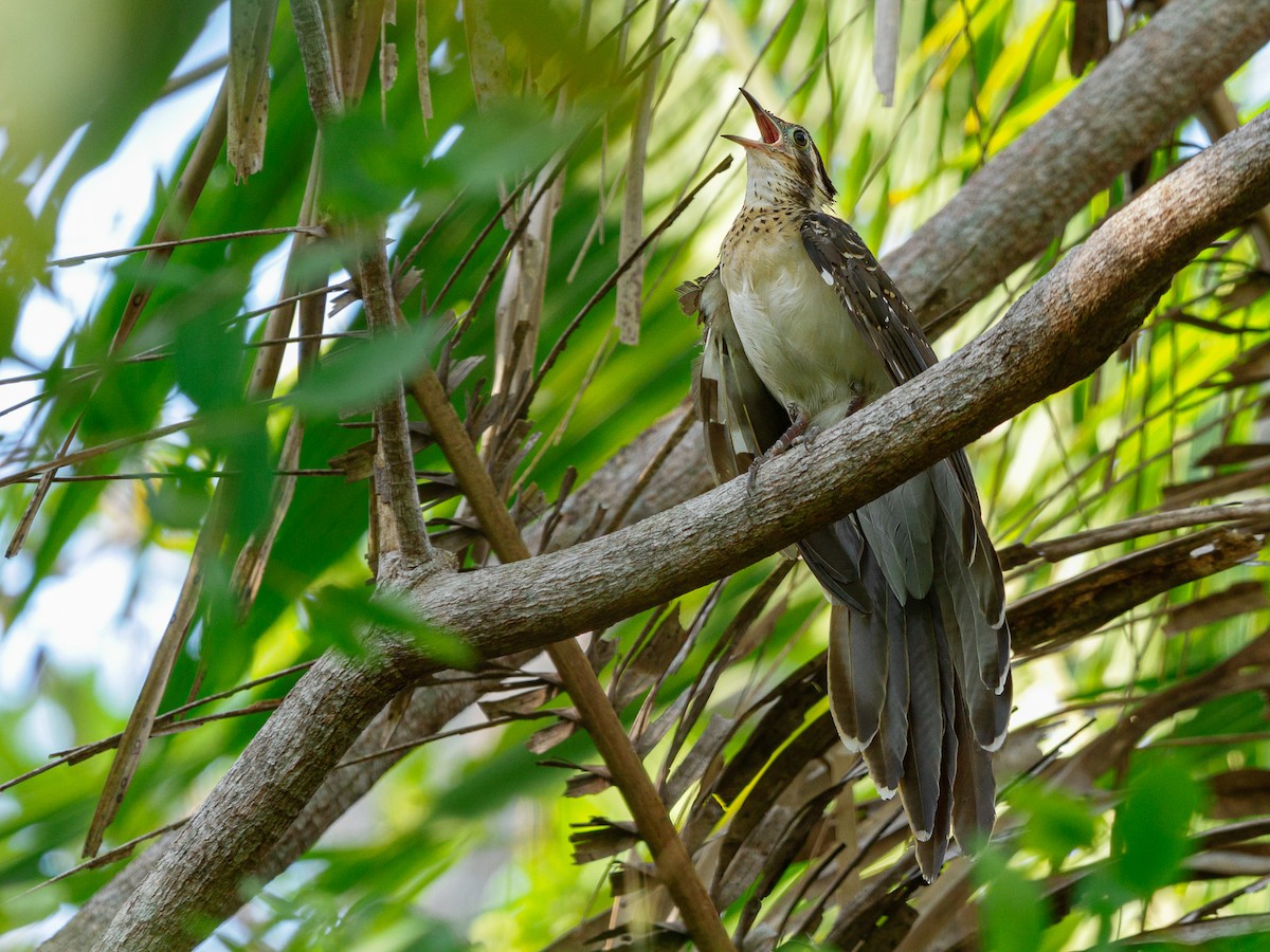 Pheasant Cuckoo - ML632088994