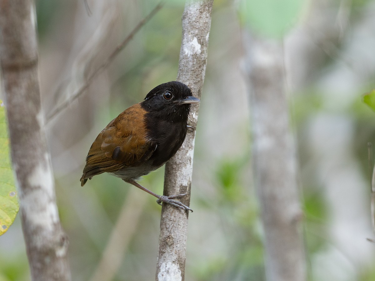 Hooded Gnateater - ML632088997
