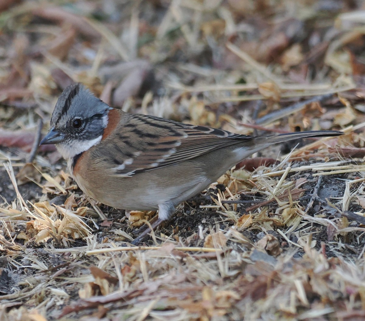 Rufous-collared Sparrow - ML632089198