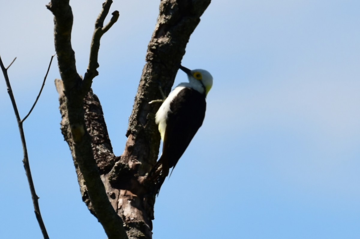 White Woodpecker - ML632089256