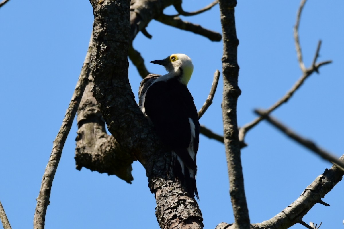 White Woodpecker - ML632089257