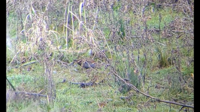 Water Rail - ML632089268