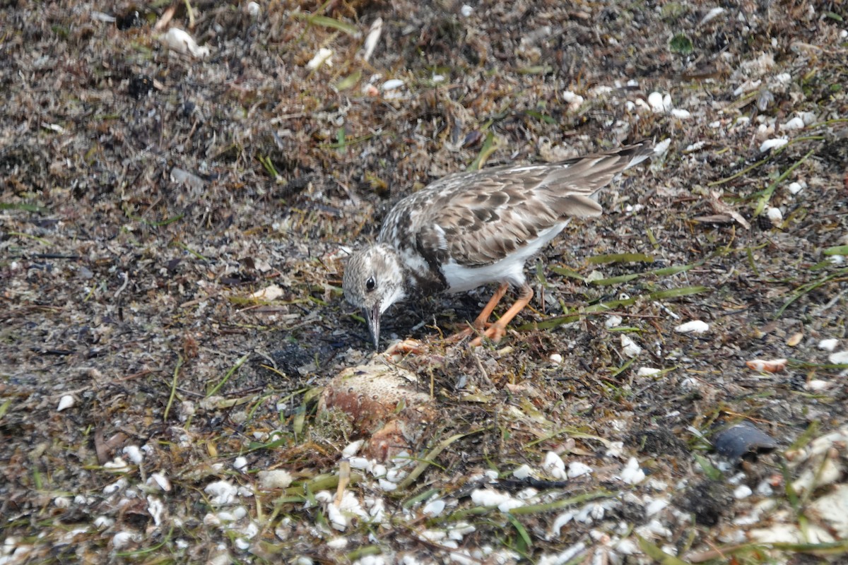 Ruddy Turnstone - ML632089272