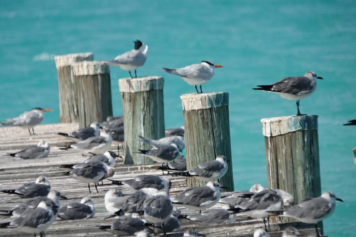 Royal Tern - ML632089286