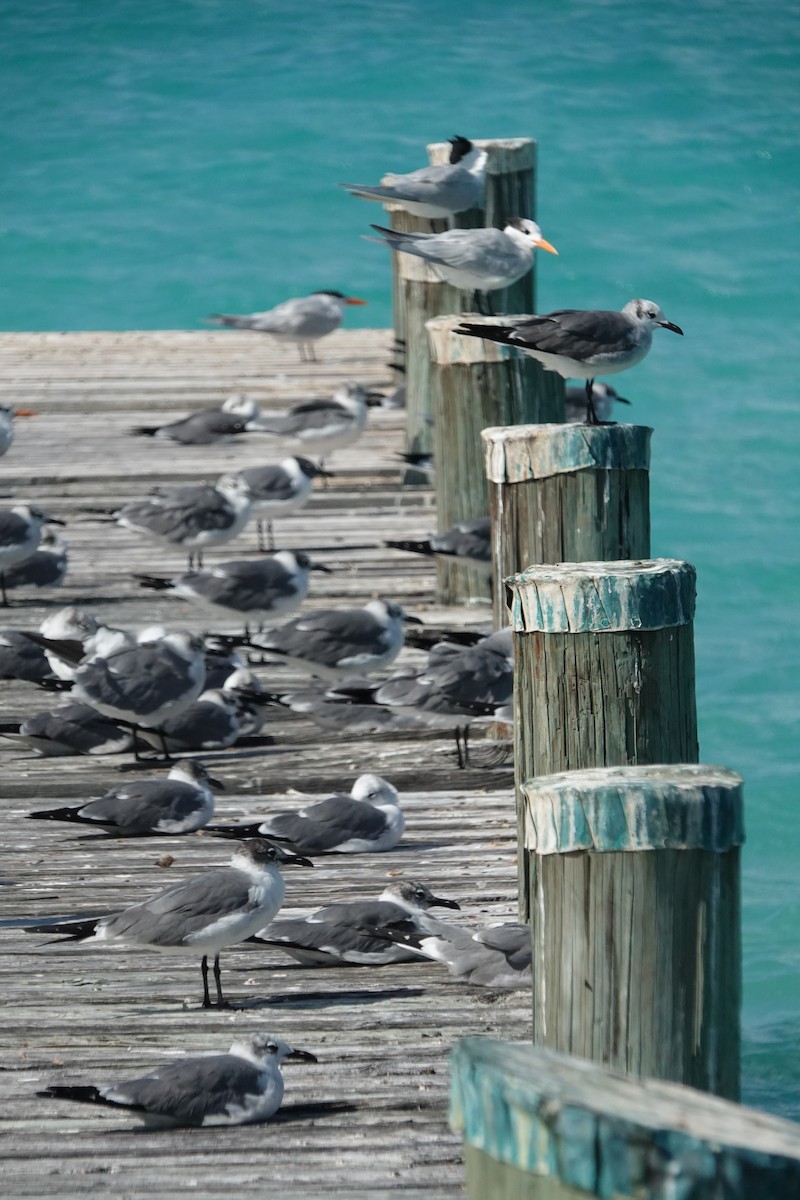 Laughing Gull - ML632089291