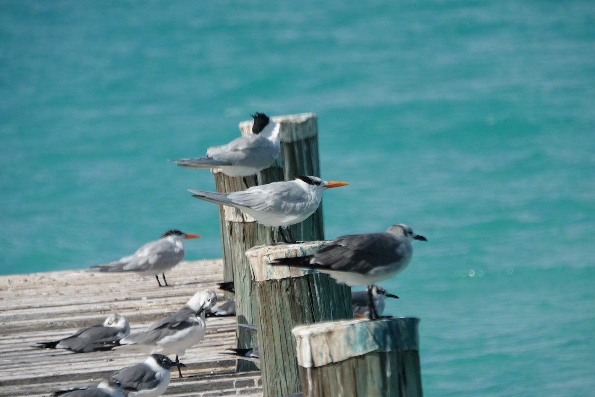 Royal Tern - ML632089294