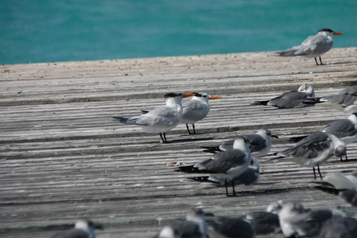 Royal Tern - ML632089297