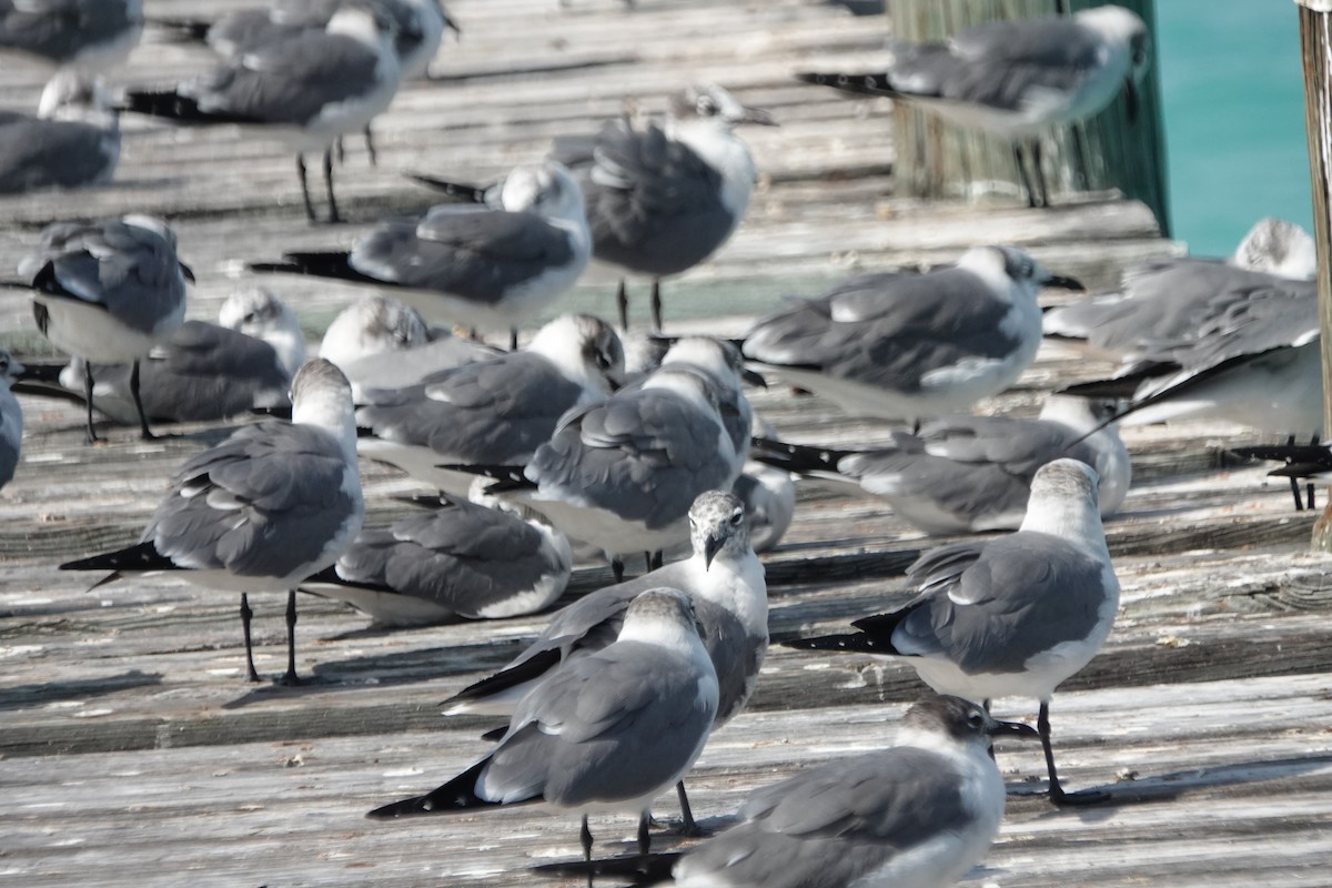 Laughing Gull - ML632089305