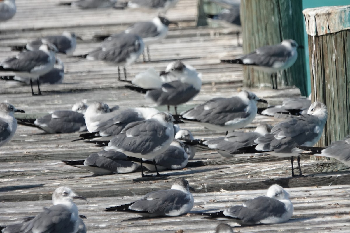 Laughing Gull - ML632089308