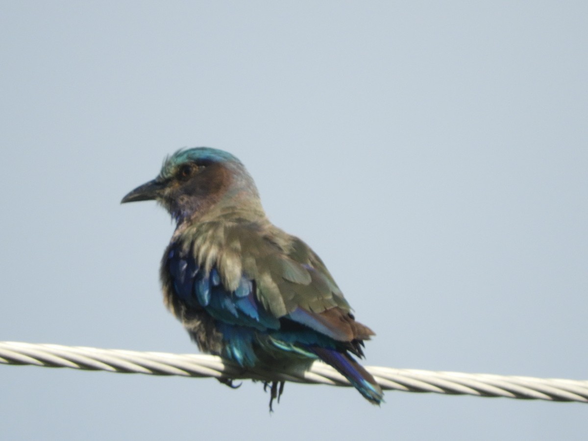 Indian x Indochinese Roller (hybrid) - ML632089315
