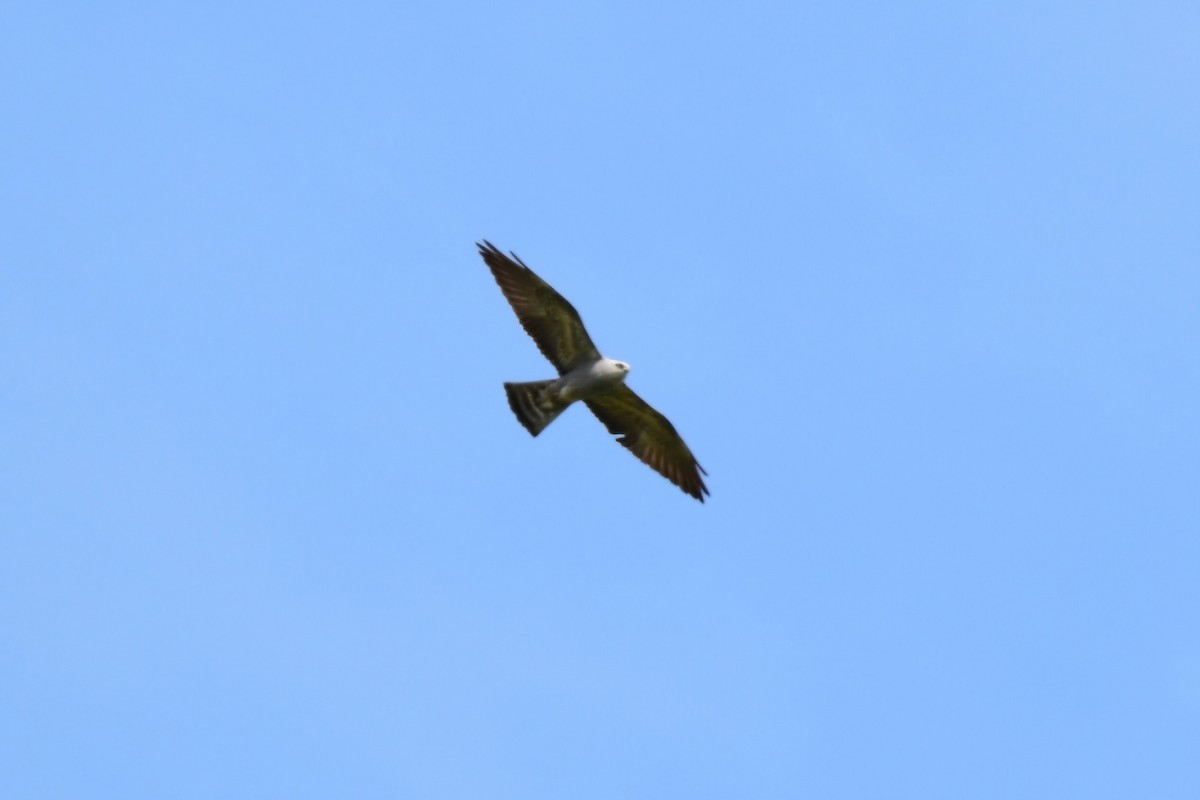 Mississippi Kite - ML632089325