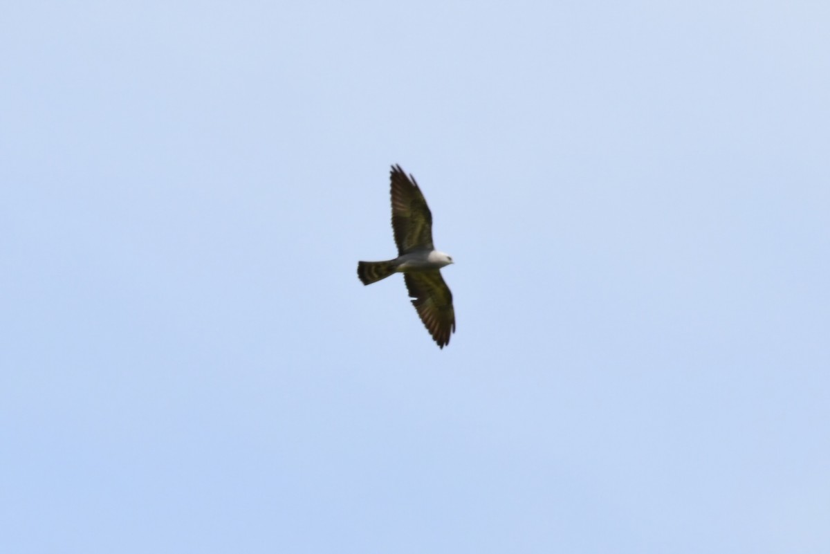 Mississippi Kite - ML632089361