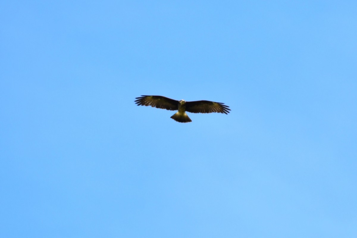 Snail Kite - ML632089409