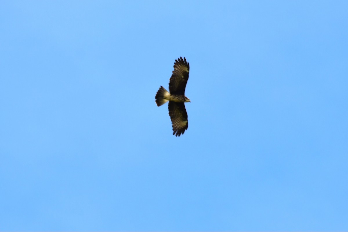 Snail Kite - ML632089410