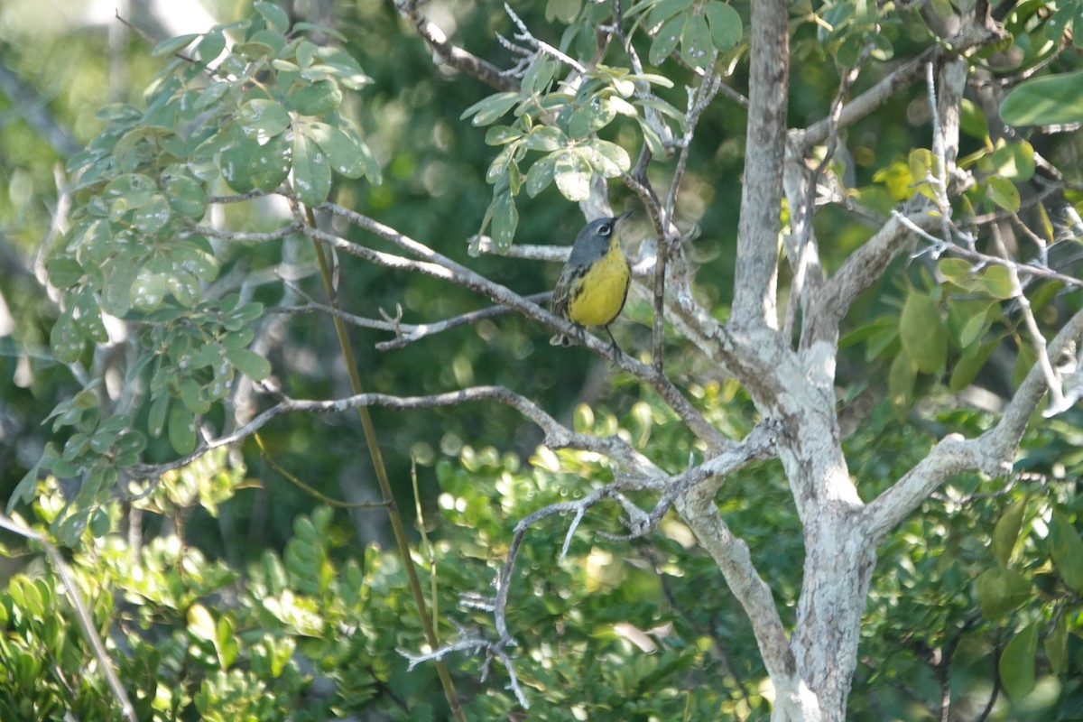 Kirtland's Warbler - ML632089413