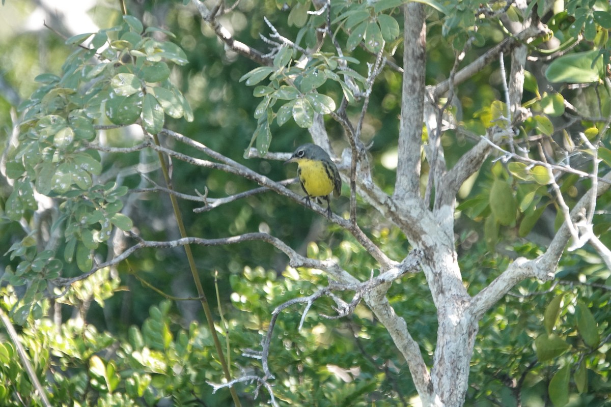 Kirtland's Warbler - ML632089414
