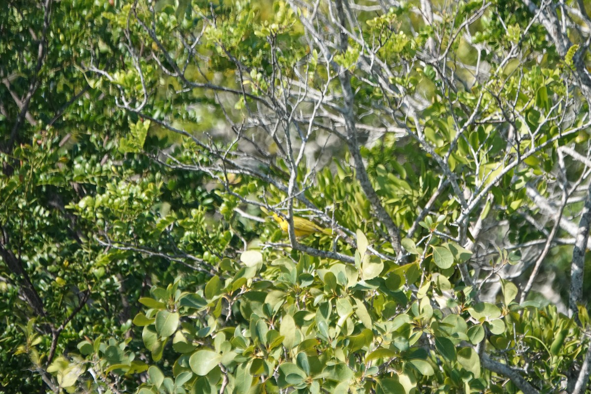 Northern/Mangrove Yellow Warbler - ML632089416