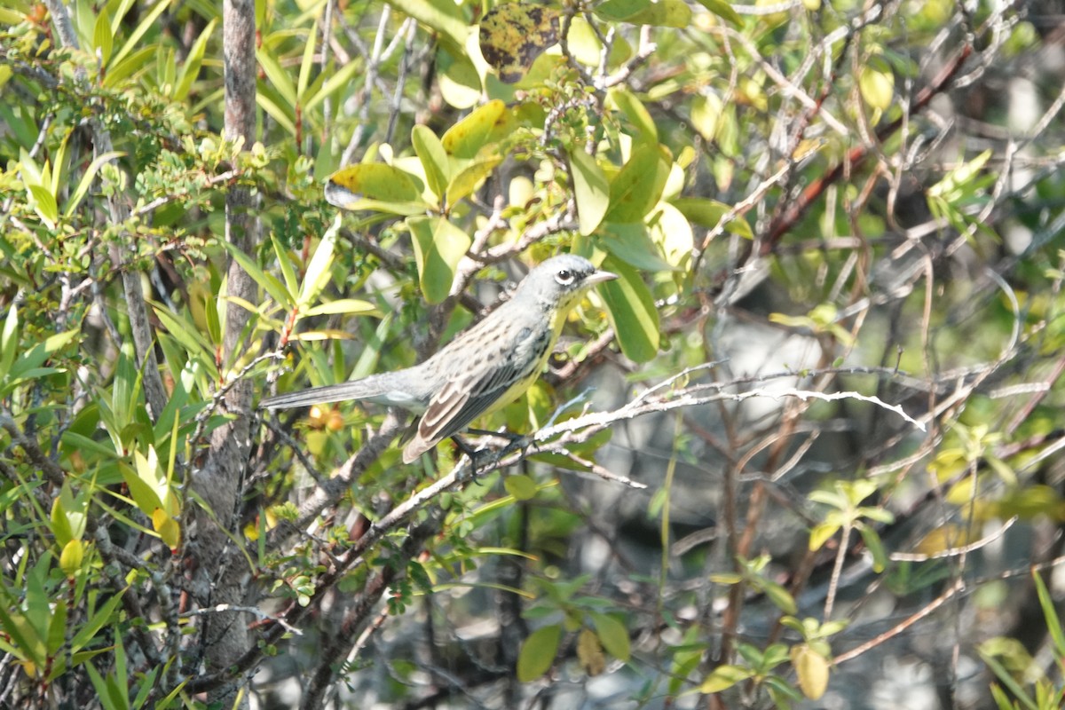 Kirtland's Warbler - ML632089423