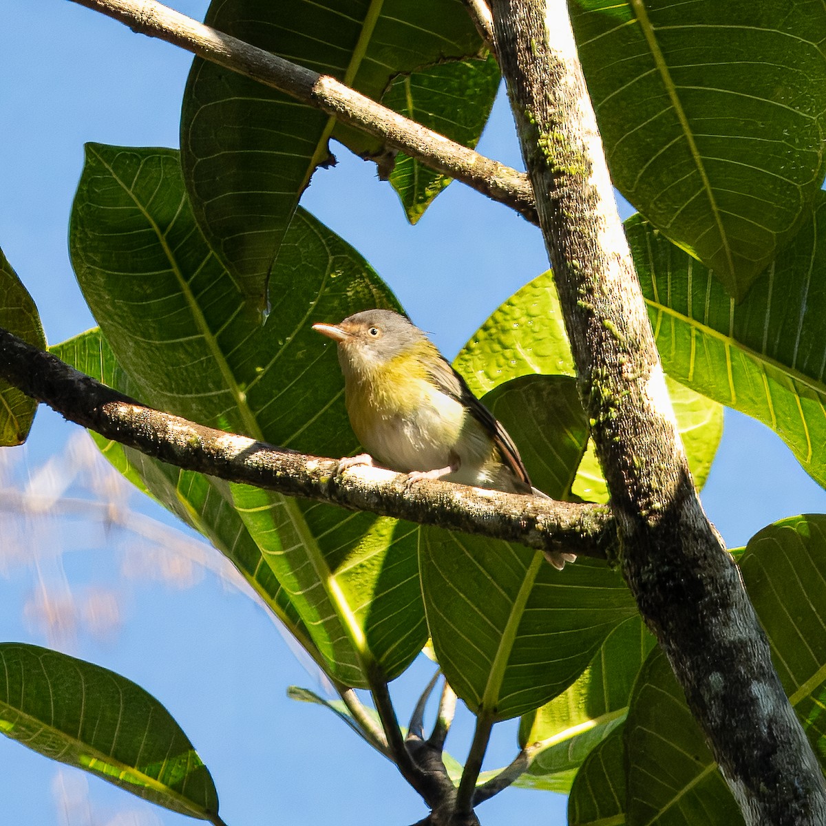 Tepui Vireo - ML632089453