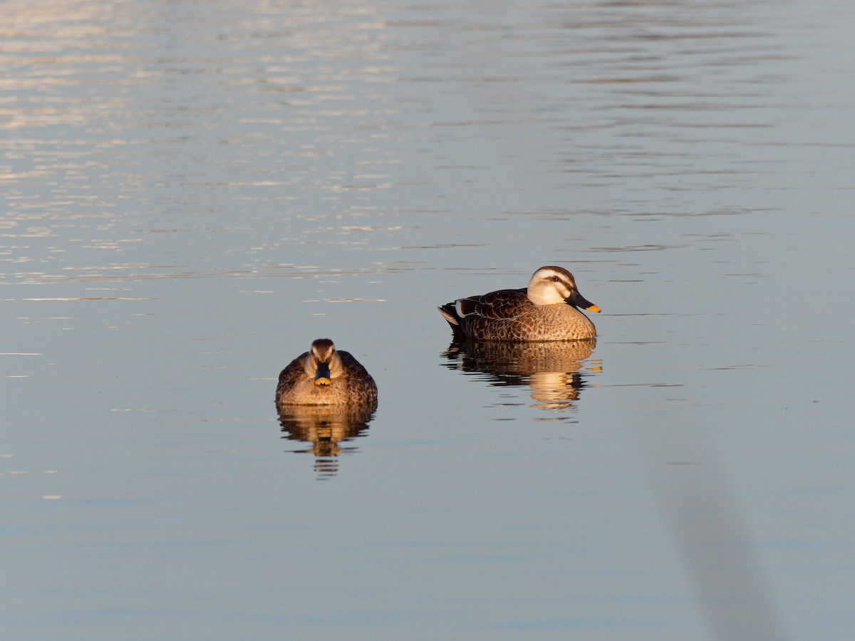 Eastern Spot-billed Duck - ML632089465
