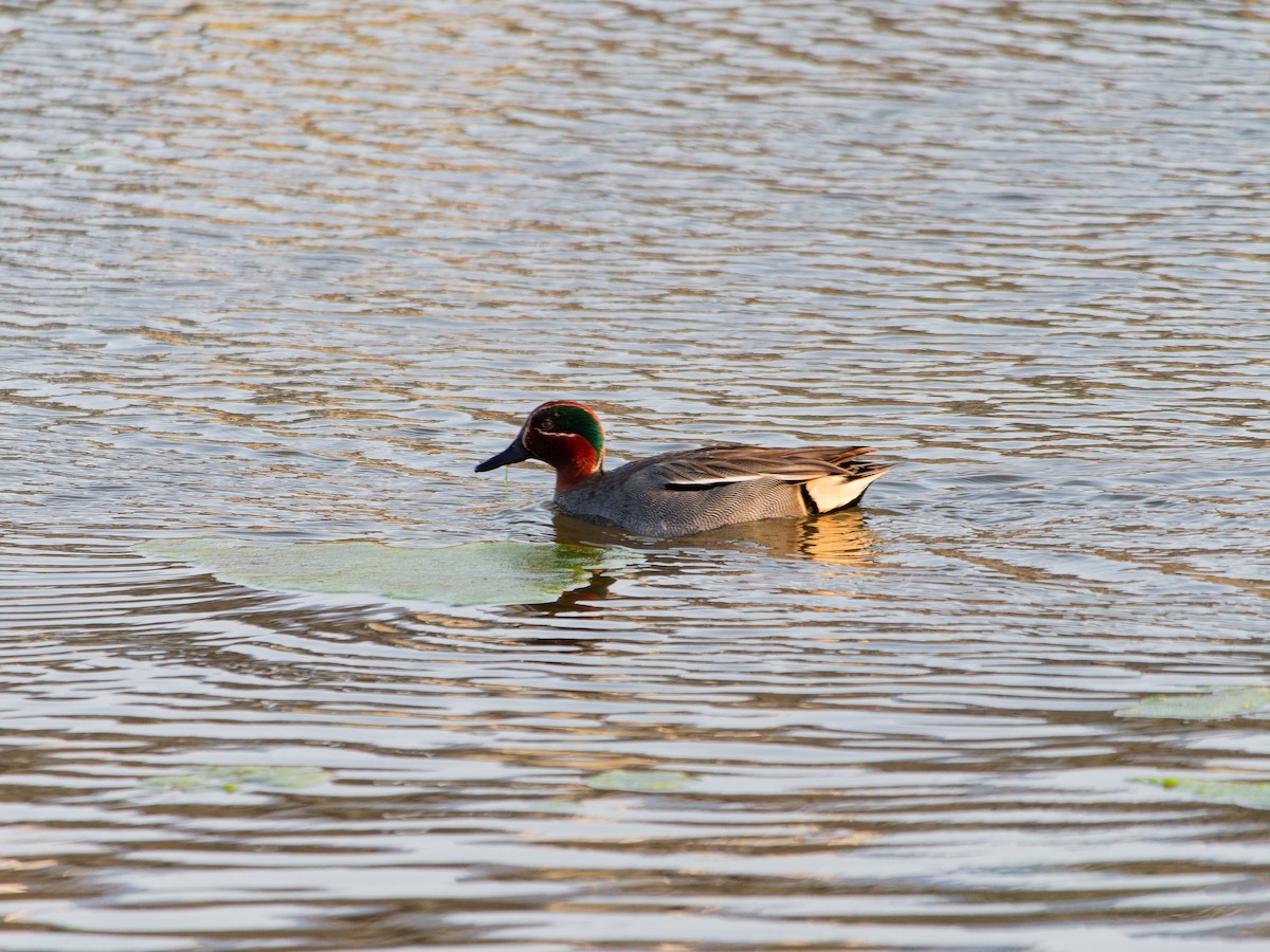 Green-winged Teal - ML632089467