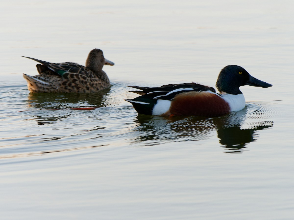 Northern Shoveler - ML632089476