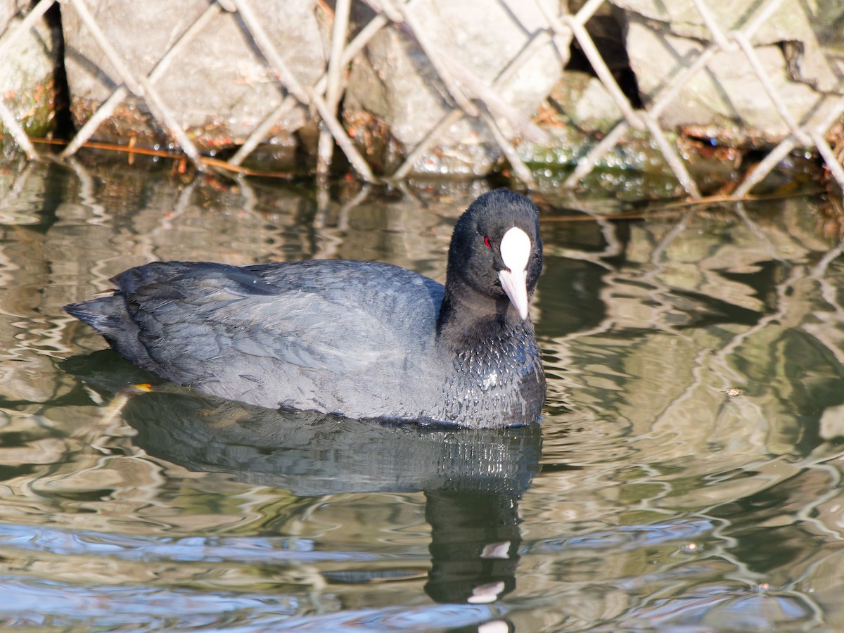 Eurasian Coot - ML632089478