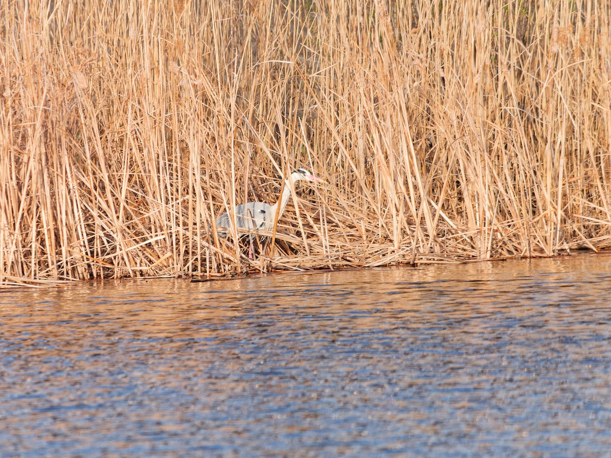 Gray Heron - ML632089480