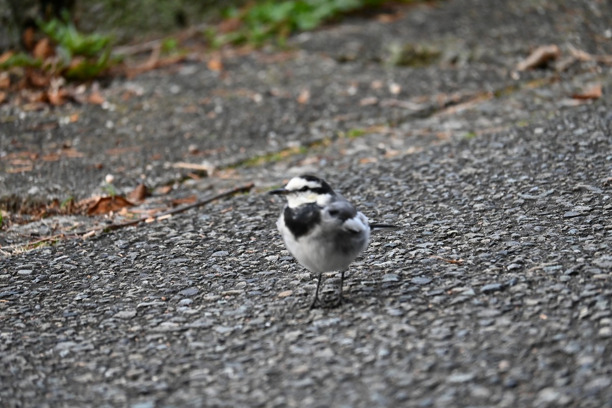 White Wagtail - ML632089498