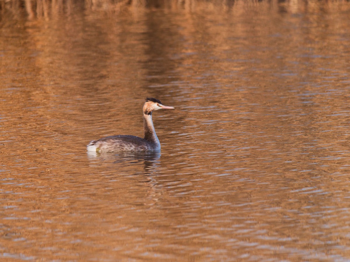 Great Crested Grebe - ML632089502