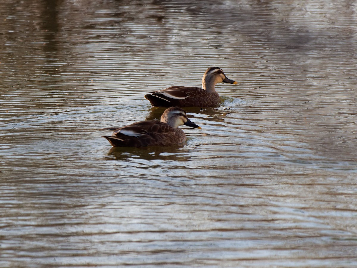 Eastern Spot-billed Duck - ML632089559