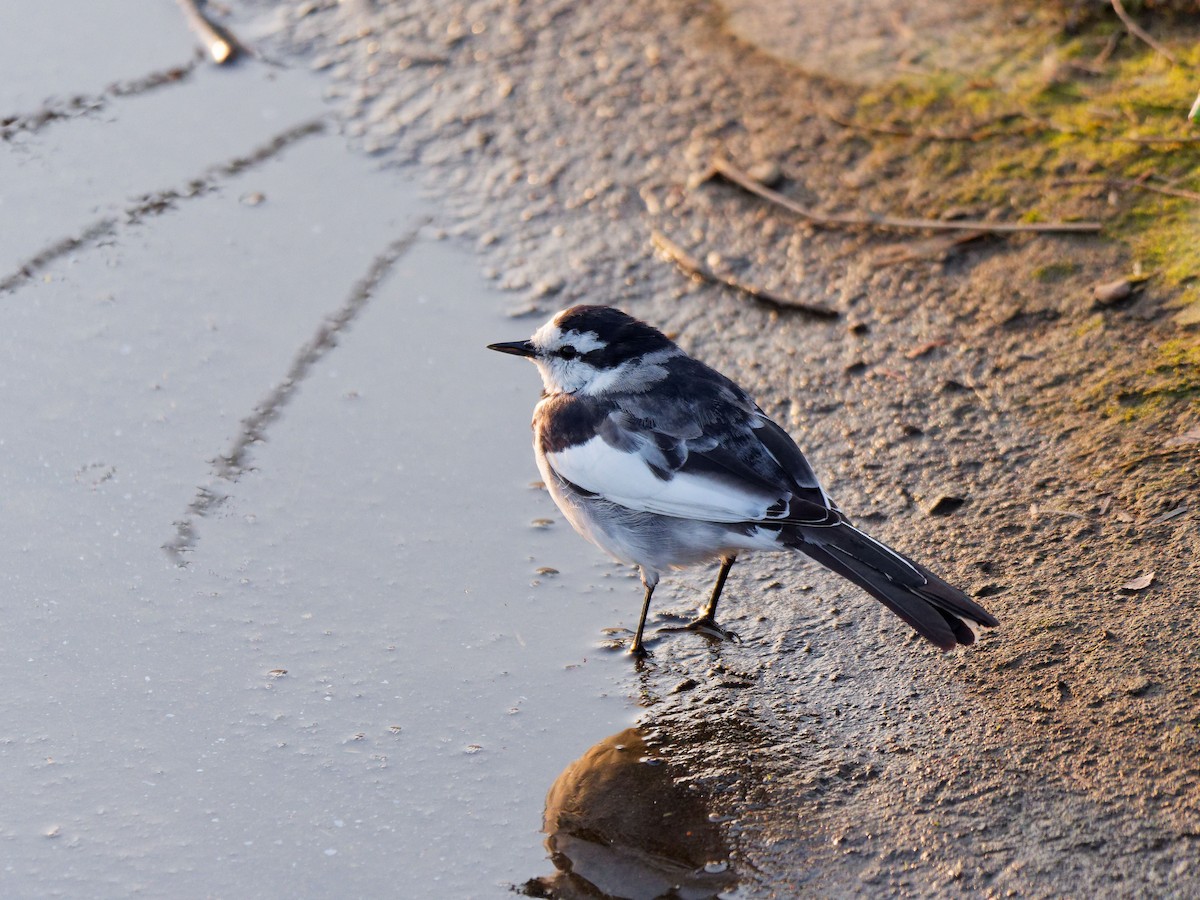 White Wagtail - ML632089569