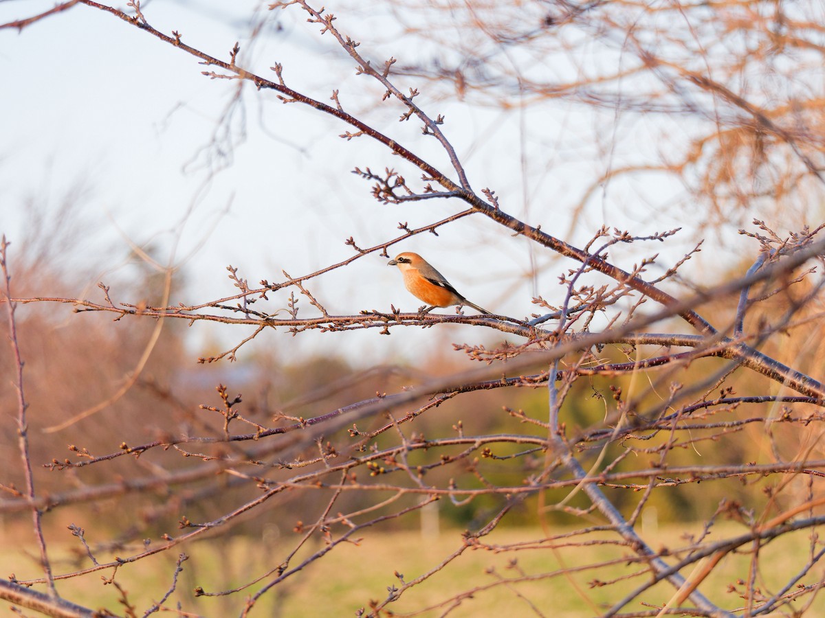 Bull-headed Shrike - ML632089598